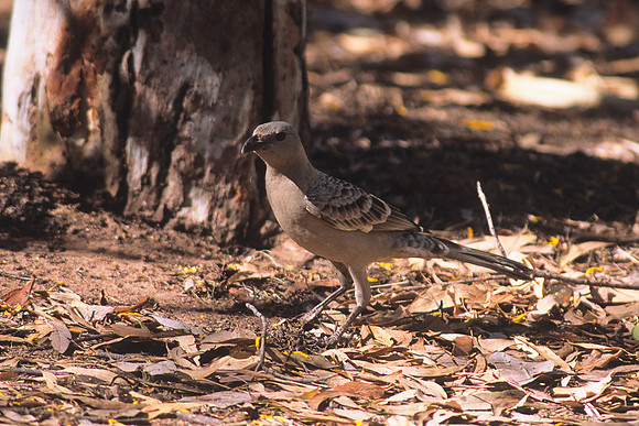Great Bowerbird 1