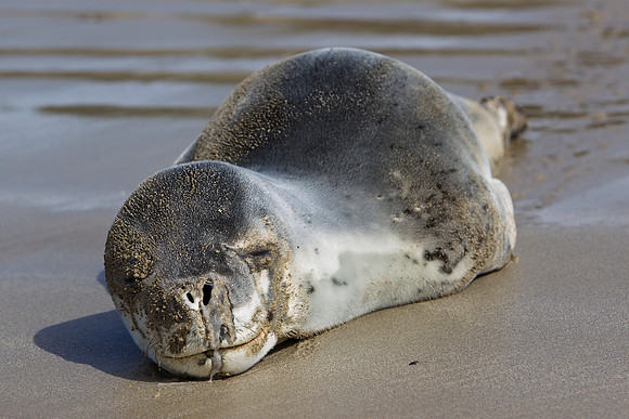 Leopard Seal 3