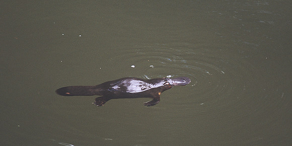 Platypus 3