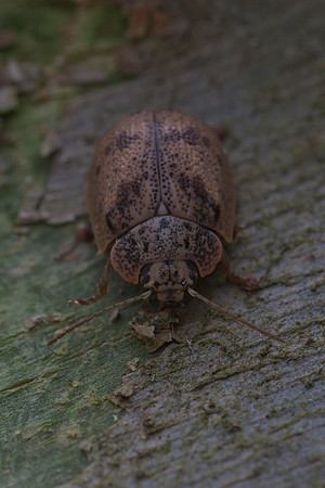Bronze beetle 3