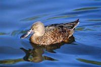 Australian Shoveler 1