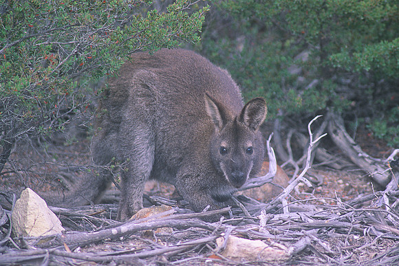 Bennett's Wallaby 2
