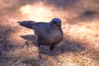 Apostlebird 1