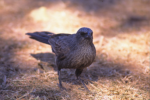 Apostlebird 1