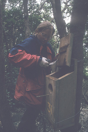 Kelly checking Forbes nest box