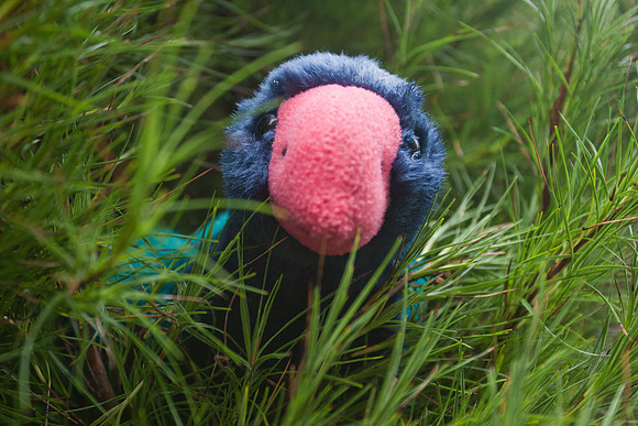 Takahe mascot on Campbell Island