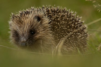 Hedgehog 1