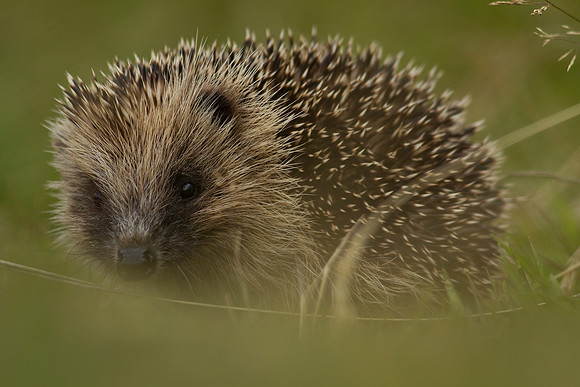 Hedgehog 1