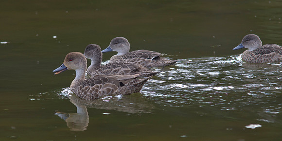 Grey Teal 1