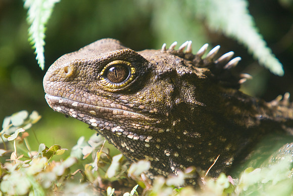 Tuatara 3