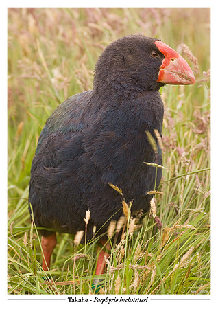 Takahe