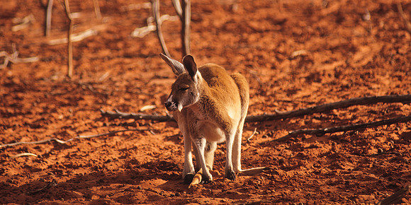 Red Kangaroo 1