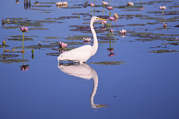 Eastern Great Egret 3