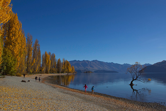 Lone tree of Lake Wanaka 9