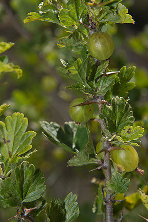 Wild Gooseberry 1