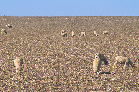 Sheep grazing on the Eyre Peninsula