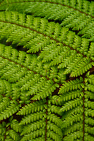 Fern frond 1