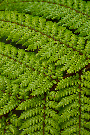 Fern frond 1