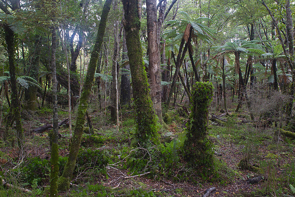 Waitutu Forest 6