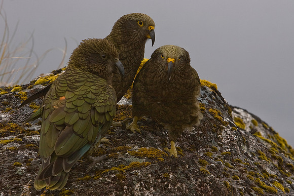 Kea 6