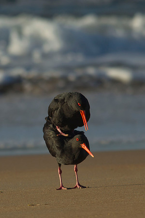 Variable Oystercatcher mating ritual 3