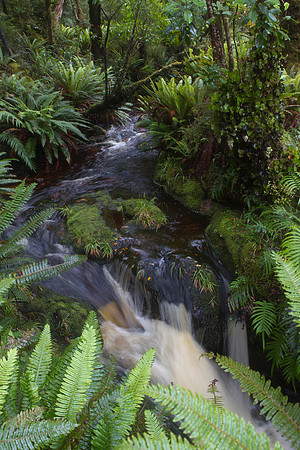 Forest stream on the South Coast Track 2