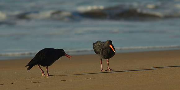 Variable Oystercatcher mating ritual 1