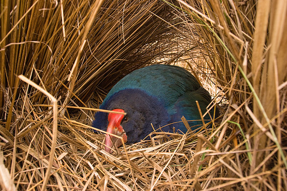 Takahe 4