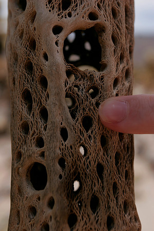 Cactus skeleton