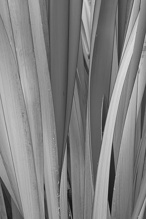 Flax leaves 1