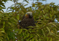 South Island Kaka 1