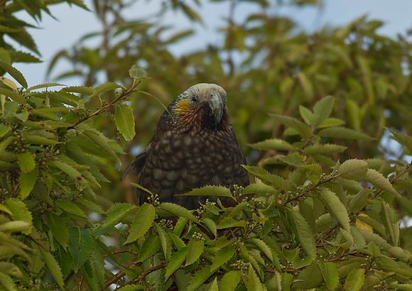 South Island Kaka 1