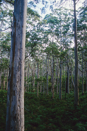 Karri forest - Pemberton