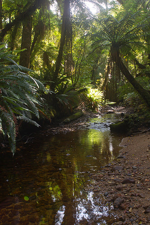 Stream in the Waituna Forest 1