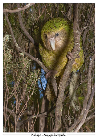 Kakapo
