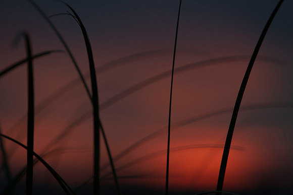 Sunset through grass