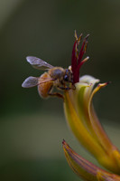 Honey bee collecting pollen 4