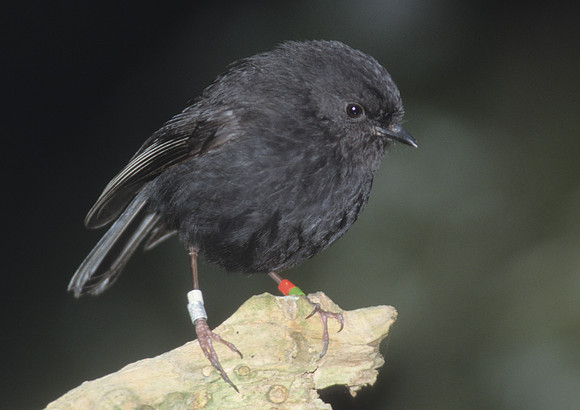 Black Robin 6