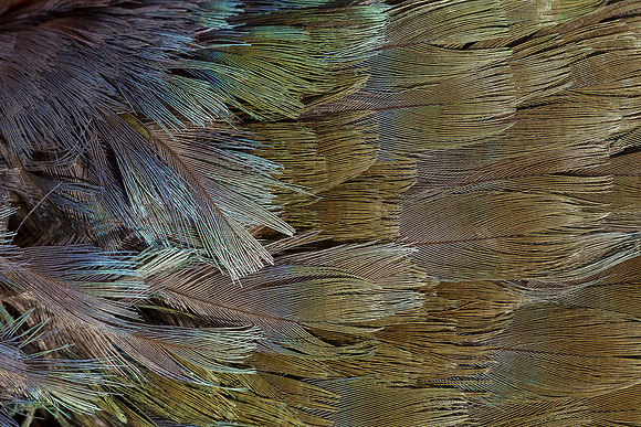 Takahe feather pattern 1