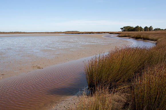 Fortrose estuary 2