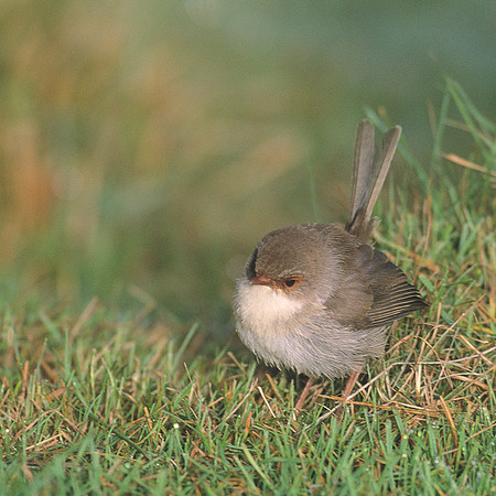 Superb Fairywren 1