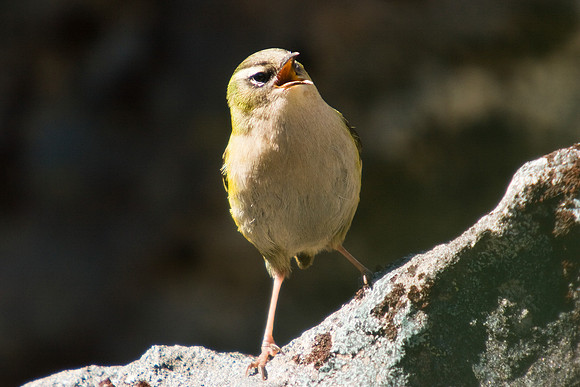 Rock Wren 4