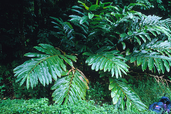 Giant fern