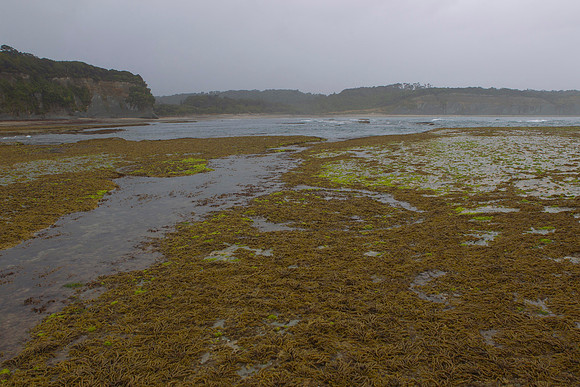 Rock platform at Knife & Steel Harbour 6