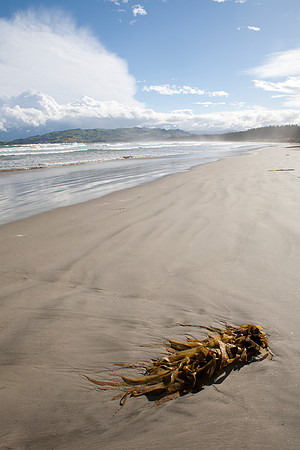 Washed up kelp on Waikouaiti Beach 3