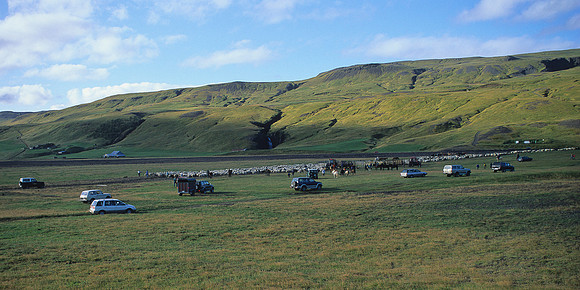 Mustering Icelandic sheep 2
