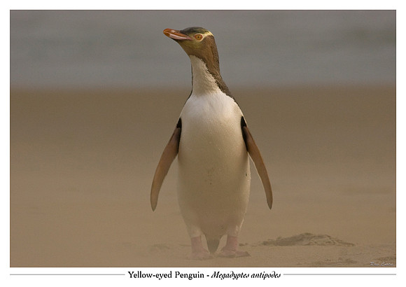 Yellow-eyed Penguin, Sandfly Bay