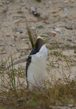 Yellow-eyed Penguin 4