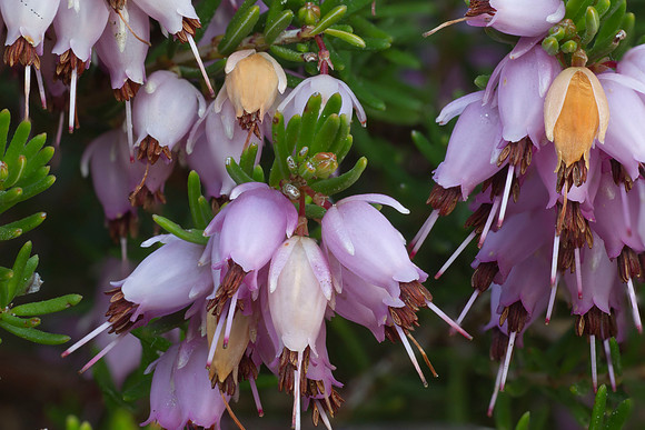 Pink blossum 1