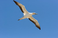 Seabirds (marine species spending most of their lives at sea)